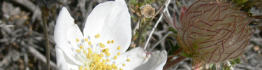 Apache Plume